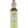 Bach Clematis/bosrank (20 ml)