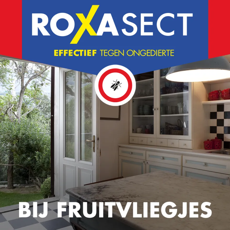 Roxasect Fruitvliegjes (1 stuk)