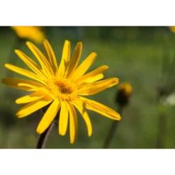 WELEDA Arnica zalf (25 gr)
