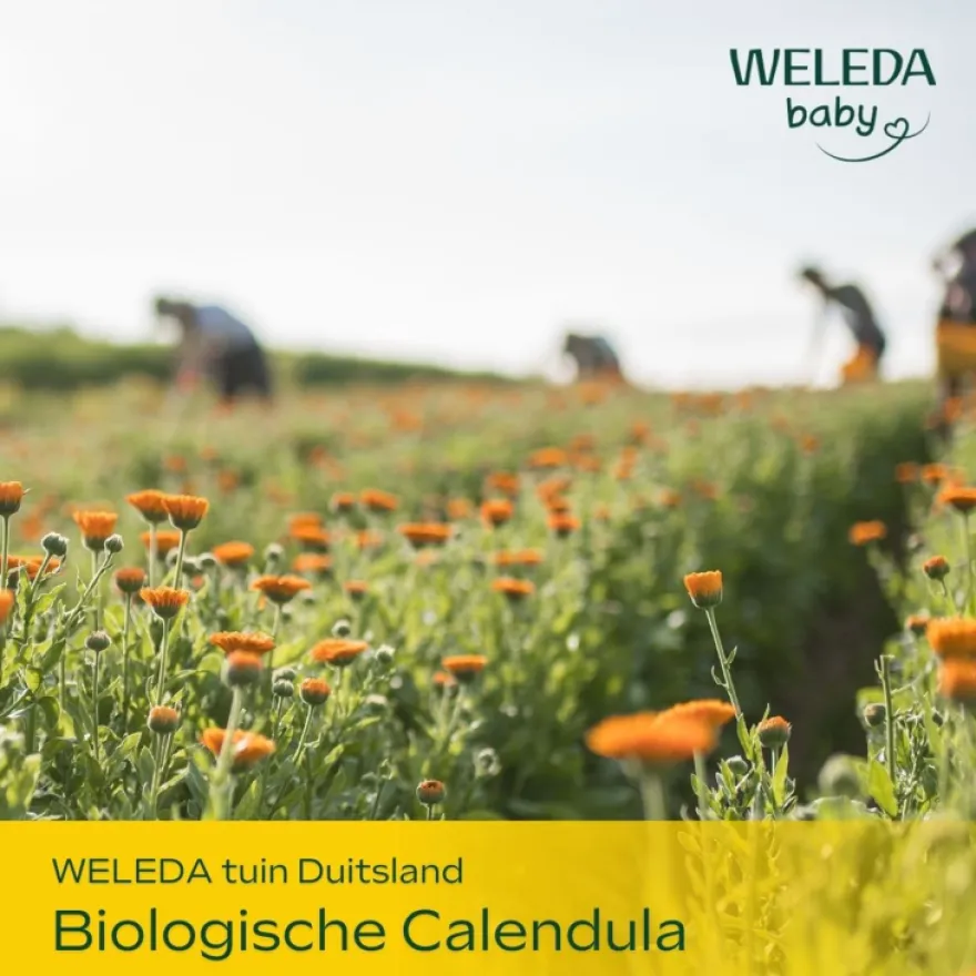 WELEDA Calendula baby verzorgende olie (200 ml)