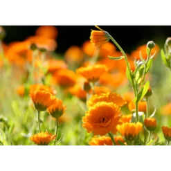 WELEDA Calendula zalf (25 gr)
