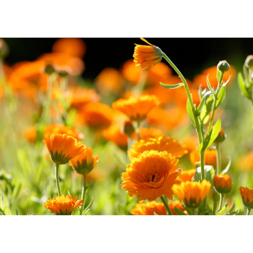 WELEDA Calendula zalf (25 gr)