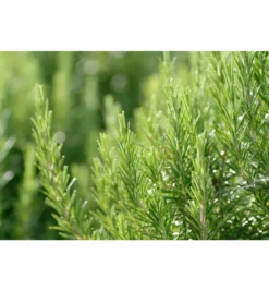 WELEDA Voedende haarolie (50 ml)